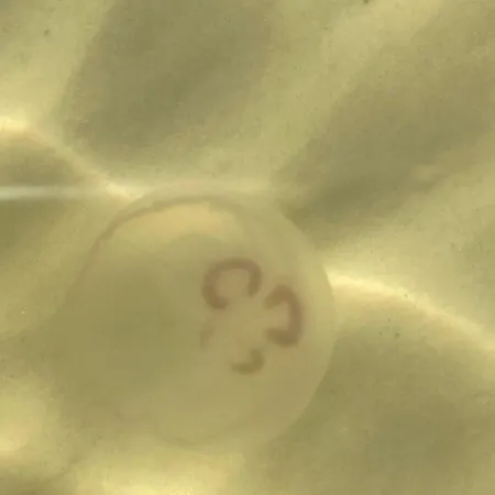 Nad Morzem Przy Klifie 2 Debina *