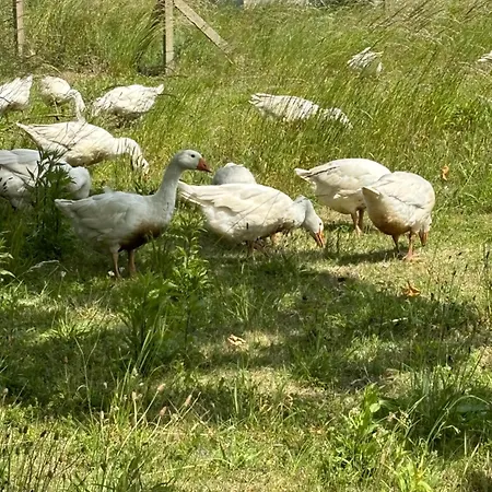 Nad Morzem Przy Klifie 2 Debina Appartement *