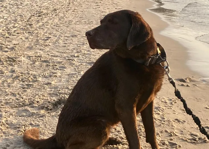 Nad Morzem Przy Klifie 2 Debina *