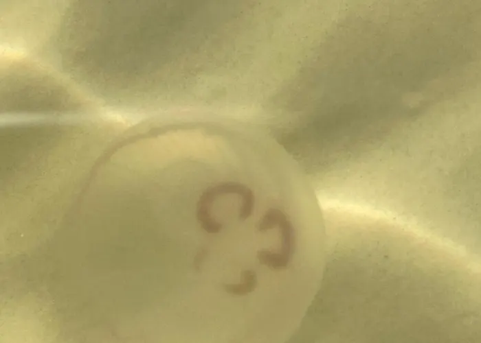 Nad Morzem Przy Klifie 2 Debina *