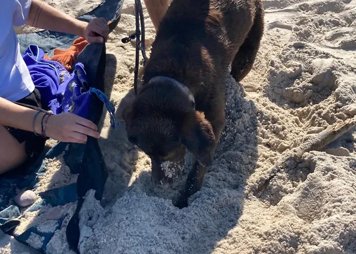 Nad Morzem Przy Klifie 2 Debina Lägenhet