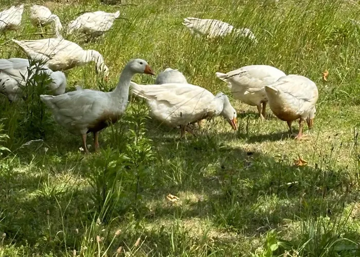 Nad Morzem Przy Klifie 2 Debina Lägenhet *