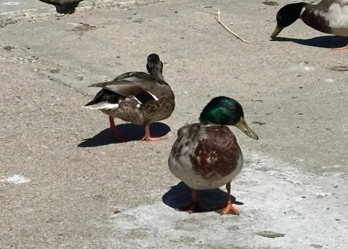 Lägenhet Nad Morzem Przy Klifie 2 Debina